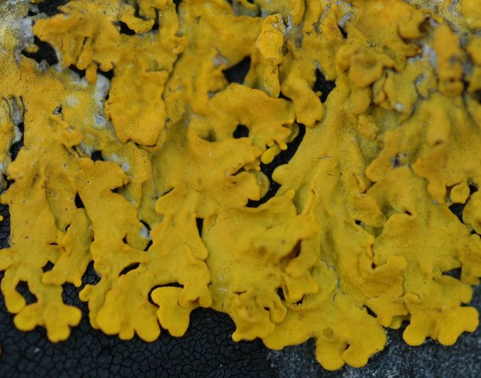 Xanthoria aureola Wikispecies